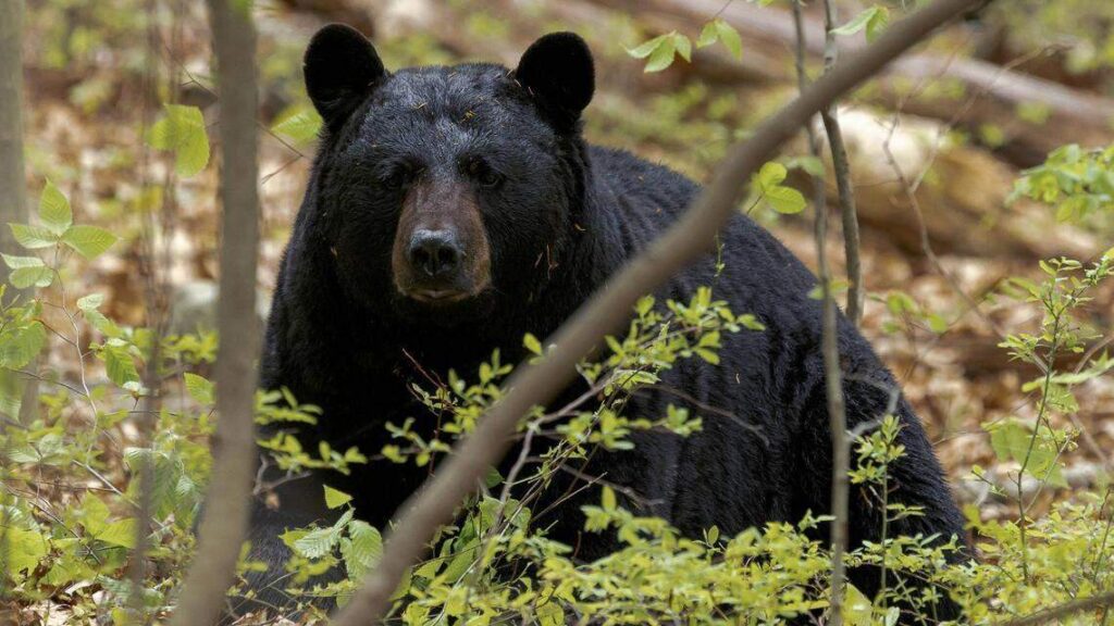 Oso negro