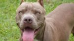 pitbull