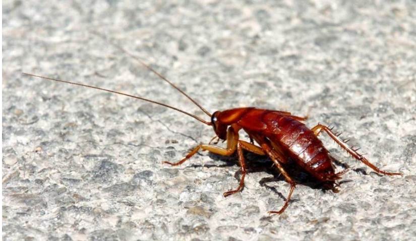 Una mujer provocó un incendio mortal al intentar matar una cucaracha con aerosol incendio mortal por cucaracha