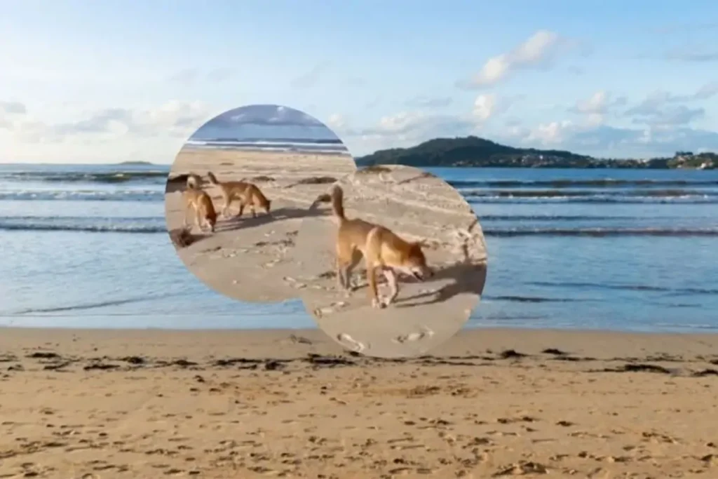 perros dingos