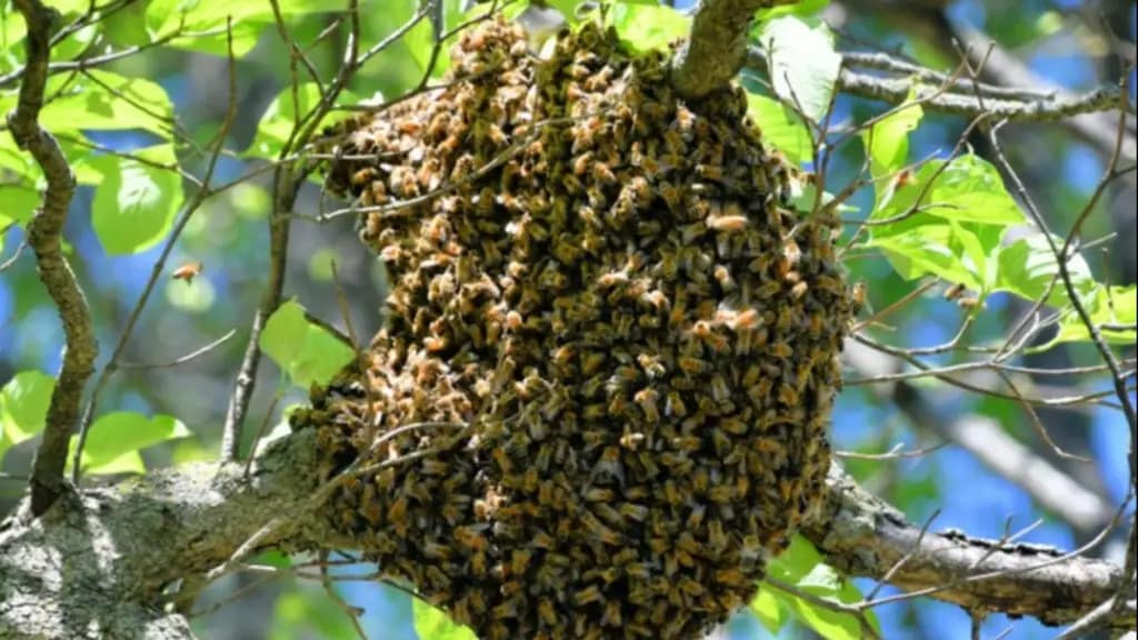 Fatal ataque de abejas en Turumo deja un hombre fallecido ataque de abejas