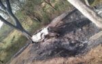 fatal accidente vial