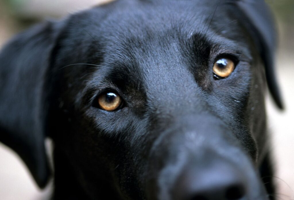 asesinato de perros en Brasil