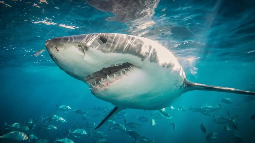 Campaña alerta sobre consumo de cazón y su impacto en los océanos cazón