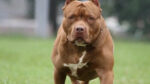 ataque de pitbull