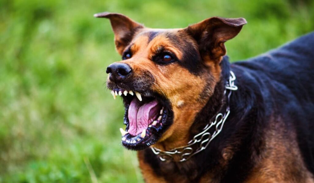 Una mujer finge ataque cardíaco para evitar ser capturada porque sus mascotas cometieron un crimen dueña de perros ataque
