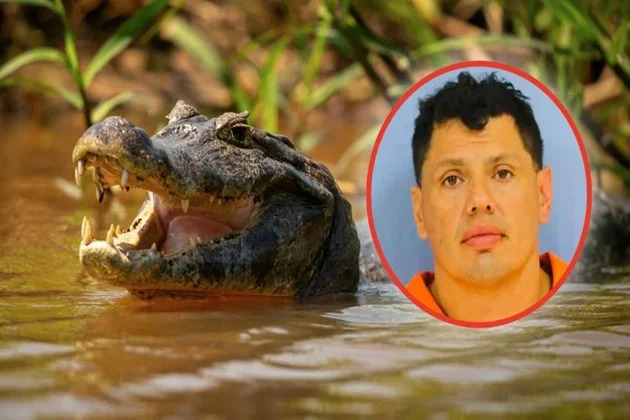 Insólito escape: huyó de la policía, saltó a un pantano y un caimán lo atacó zona pantanosa
