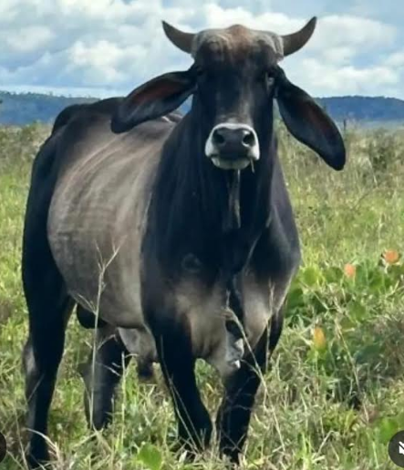 Agropecuaria La Pica Riada, miembro de ASOCRICA, reporta 50 % de rendimiento en canal de vacas Carora Agropecuaria