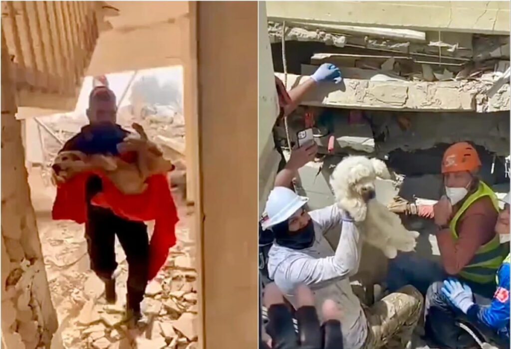 Más de 600 perros y gatos fueron salvados tras los terremotos en Venezuela Misión Nevado