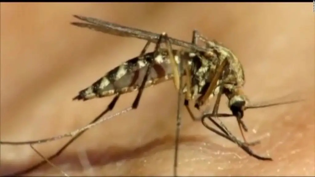 Detectan mosquito portador del virus del Nilo Occidental en Nueva York virus del Nilo Occidental