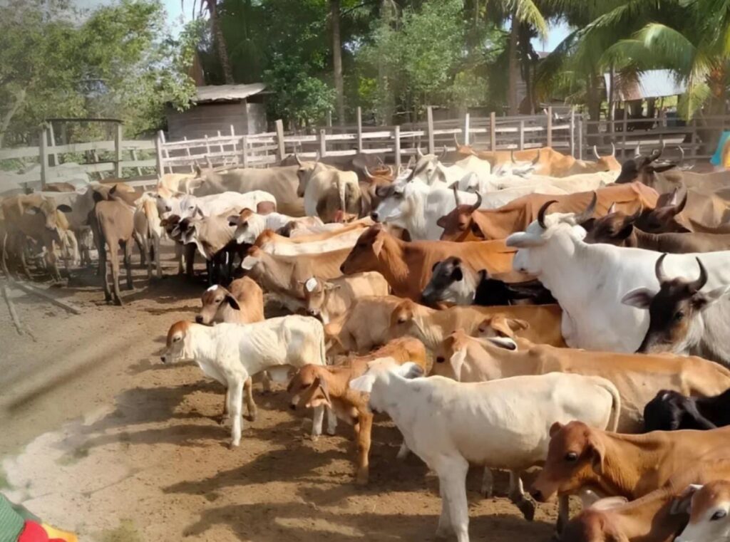 Instalan el Estado mayor para la caracterización del rebaño bovino de Maracaibo Caracterización del rebaño bovino