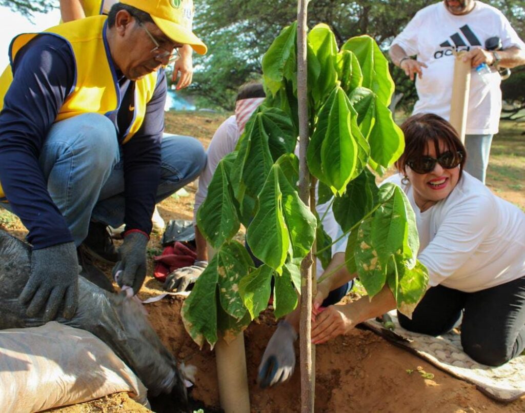 Concejo Municipal de Maracaibo discute nueva ordenanza de arboricultura urbana para mitigar el cambio climático ordenanza arboricultura