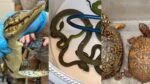 tráfico ilegal de fauna silvestre