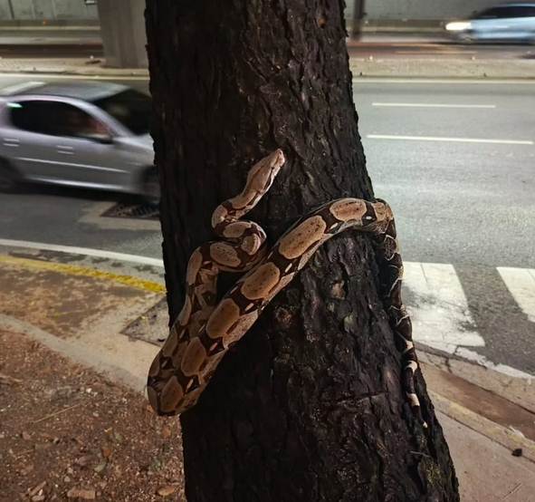 Encuentran dos tragavenados en el municipio Baruta, una estaba en pleno árbol en Las Mercedes rescate de tragavenados en Baruta