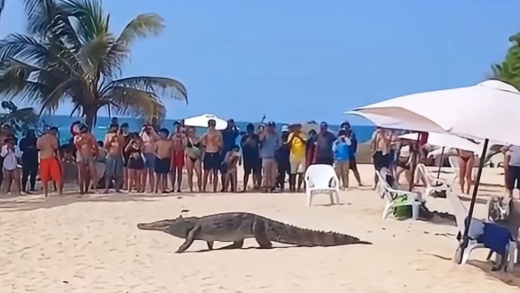 Un caimán aguja sorprende a turistas en una playa del Parque Nacional Natural Tayrona
