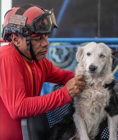 Tsunami, el perro rescatista, tendrá una escultura en su honor en Maracaibo Escultura de Tsunami en Maracaibo