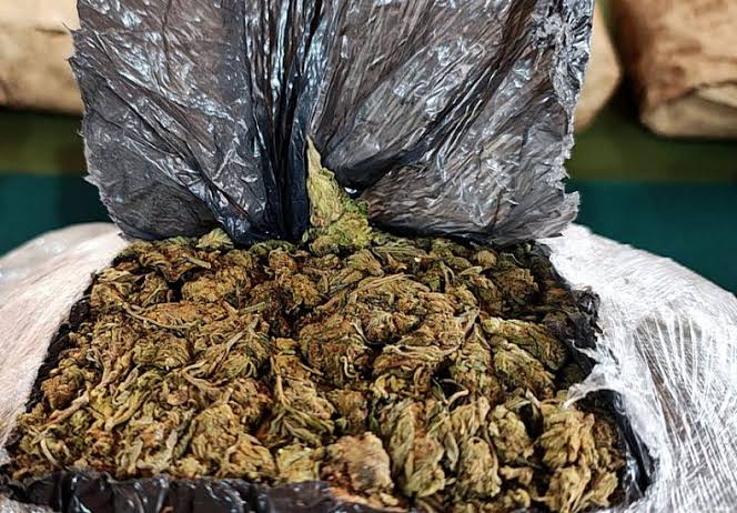 Golpe al narcotráfico en La Guaira: CPNB y GOES incautan 24 kilos de marihuana en Carayaca