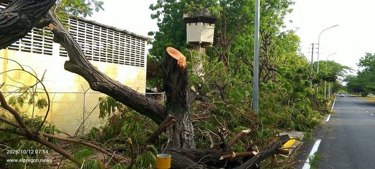 Azul Ambientalistas denuncia la tala de más de 20 árboles en la avenida Universidad de Maracaibo