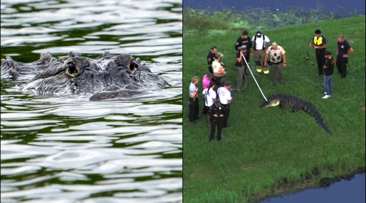 Hombre de 70 años muere tras ser atacado por un caimán mientras pescaba en Florida